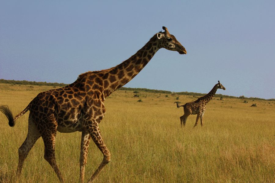 2011��7��28-8��15���� 126.jpg