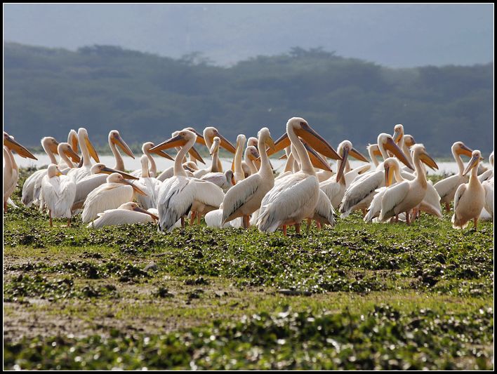 2011��7��28-8��15���� 350.jpg