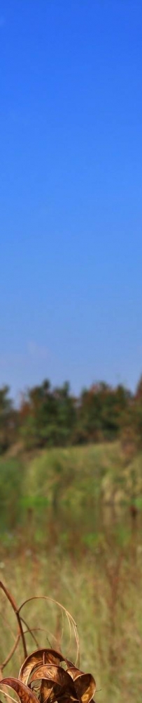 ����ζ-����Ҳ���֣�